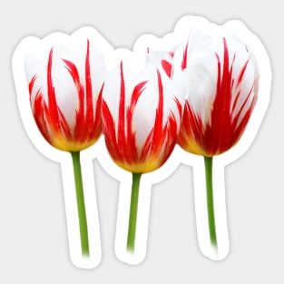 Maple Leaf Tulips on Black Sticker